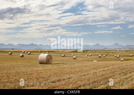 Hay Bales in Wheat Field, Rocky Mountains in Distance, Pincher Creek, Alberta, Canada Stock Photo