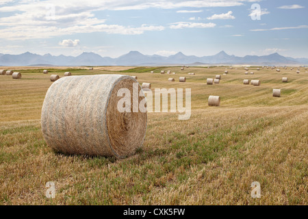 Hay Bales in Wheat Field, Rocky Mountains in Distance, Pincher Creek, Alberta, Canada Stock Photo