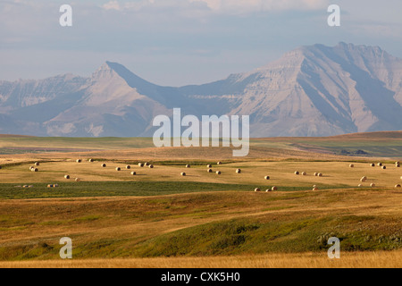 Hay Bales in Fields, Rocky Mountains in Distance, Pincher Creek, Alberta, Canada Stock Photo