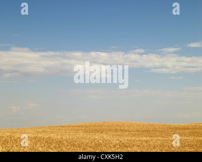 Wheat Field ready for Harvest, Pincher Creek, Alberta, Canada Stock Photo