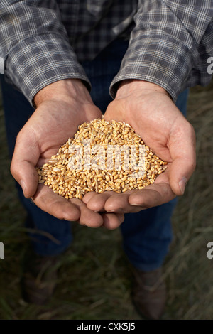 Farmer's Hands holding Harvested Grains of Wheat, Pincher Creek, Alberta, Canada Stock Photo