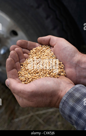 Caucasian male Farmer's Hands holding Harvested Grains of Wheat, Pincher Creek, Alberta, Canada Stock Photo