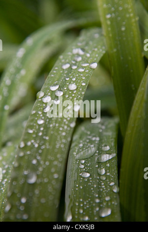 Water Drops on Plant, Freiburg, Baden-Wurttemberg, Germany Stock Photo