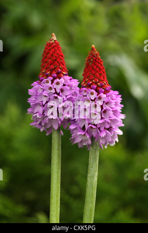 Primula Vialii, sometimes called Vial’s primrose, orchid primrose or red-hot poker primrose Stock Photo