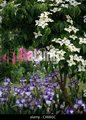 Dogwood,iris and lupines at Schrieners Iris Gardens, Salem, Oregon. Stock Photo