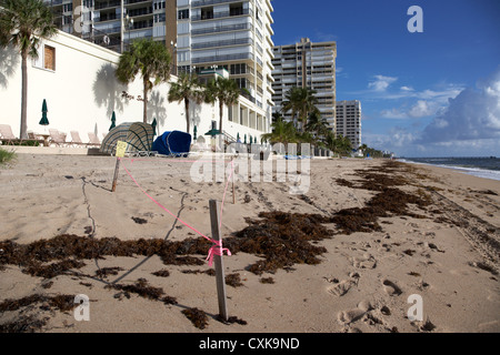 sea turtle nest cordoned off in front of apartments hotels and beachfront developments fort lauderdale beach florida usa Stock Photo