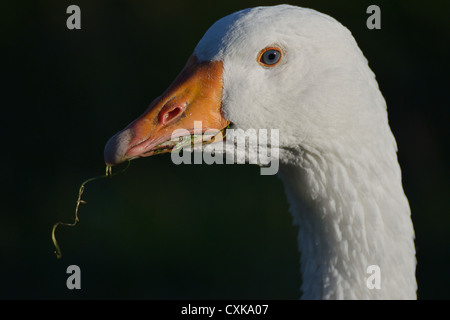 Female roman Goose close up Stock Photo