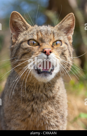 Close-up of a Scottish wildcat kitten (Felis silvestri) showing teeth and snarling, front view Stock Photo