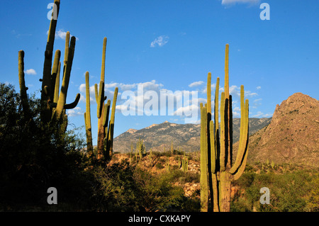 Catalina State Park is in the foothills of the Coronado National Forest, Santa Catalina Mountains, Tucson, Arizona, USA. Stock Photo