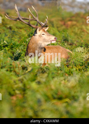 A red deer stag ( Cervus elaphus ) keeps watch for encroaching males as it stands in the undergrowth Stock Photo