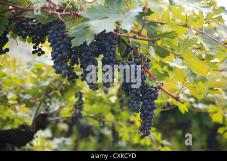 Blue black barbera grapes hanging from a tall vine. Stock Photo