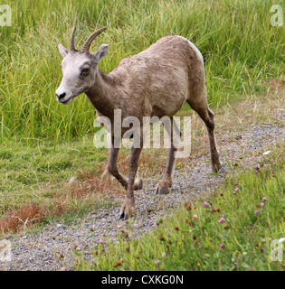 Young Rocky Mountain Bighorn Sheep ram in Kananaskis, Alberta Stock Photo