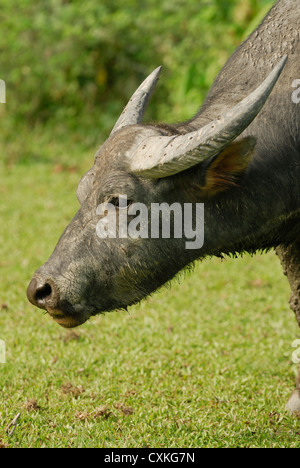 Feral water buffalo grazing in a field on Lantau Island China. Stock Photo