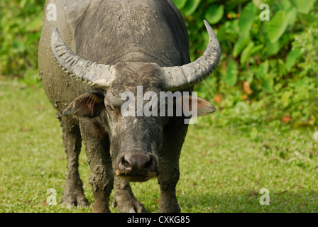 Feral water buffalo grazing in a field on Lantau Island China. Stock Photo