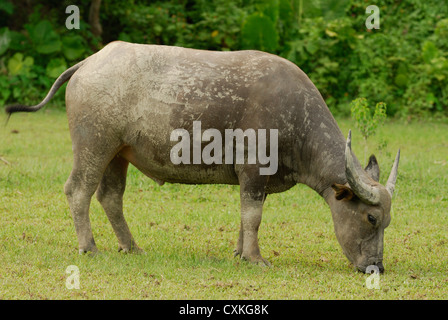 Feral water buffalo grazing in a Pui O field on Lantau Island China. Stock Photo