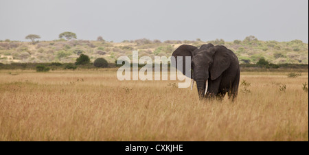 A large African Elephant grazes on the long grasses of the African ...