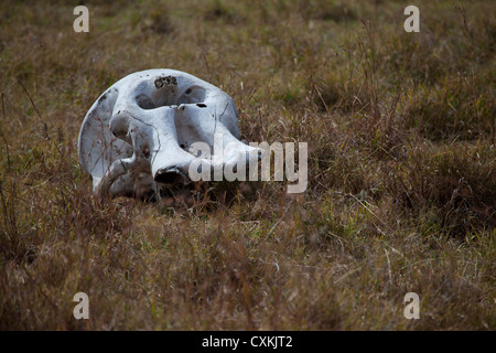 An Elephant skull in Africa. Stock Photo