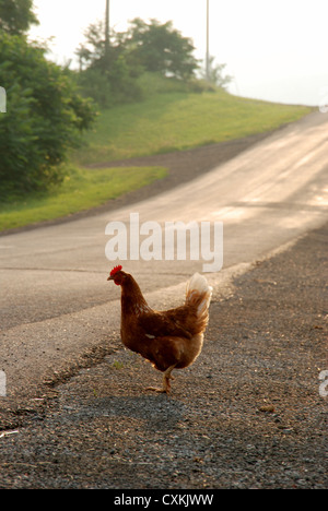 Why did the chicken cross the road? Stock Photo