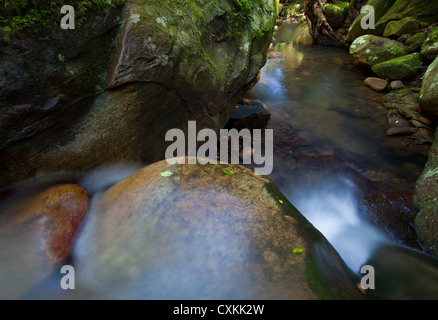 Small waterfall in a rainforest stream, Minnamurra Rainforest, Budderroo National Park, NSW, Australia Stock Photo