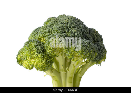 A green stalk of broccoli on a white background with copy space Stock Photo