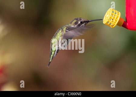 Anna's Hummingbird (Calypte anna) male hovering and feeding from a hummingbird feeder in Nanaimo, BC, Canada in October Stock Photo