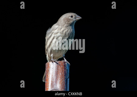 House Finch (Carpodacus mexicanus) female perched on a post in Nanaimo, Vancouver Island, BC, Canada in October Stock Photo