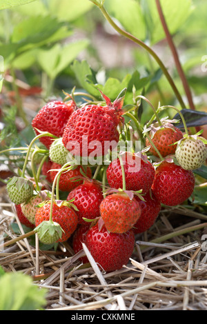 Ripe red strawberries grow on a wooden garden bed outdoors Stock Photo ...