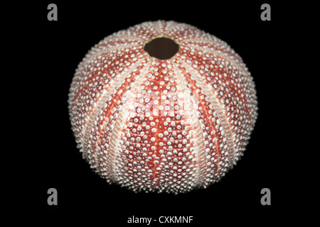 Cornish Or Edible Sea Urchin Echinus esculentus Stock Photo