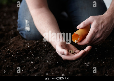 Man Planting Nasturtium Seeds in Garden Stock Photo