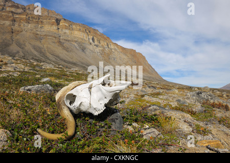 Musk Ox Skull, Nordbugten, Nordvestfjorden,  Scoresby Sund, Greenland Stock Photo