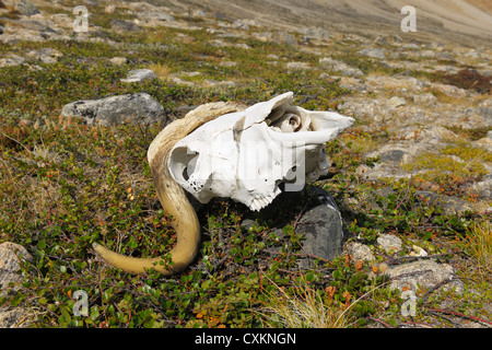 Musk Ox Skull, Nordbugten, Nordvestfjorden, Scoresby Sund, Greenland Stock Photo