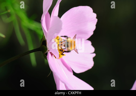 Bombus pascuorum. A carder bee collects nectar from this attractive pink flower. Stock Photo