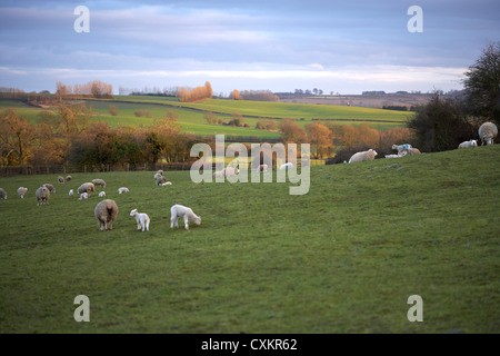 Sheep Grazing in Hills, Scunthorpe, Lincolnshire, England Stock Photo