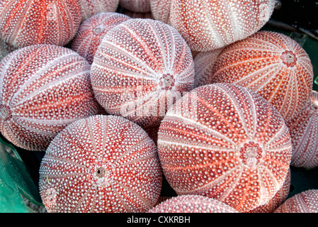 sea urchin shells Stock Photo