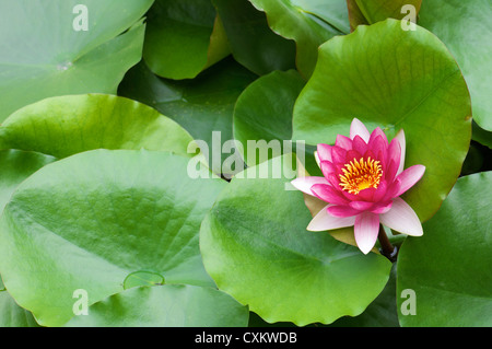 lotus flower in the Forbidden City in Beijing, China Stock Photo