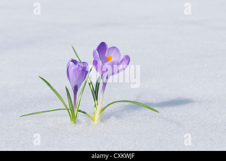 Spring Crocuses in Snow, Franconia, Bavaria, Germany Stock Photo