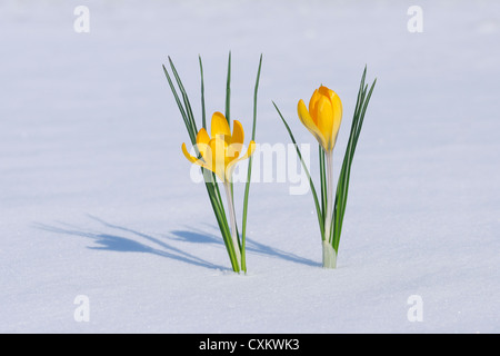 Snow Crocuses in Snow, Franconia, Bavaria, Germany Stock Photo