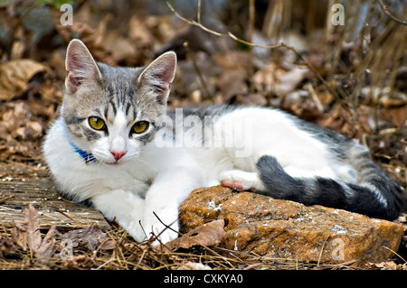 A cute gray and white kitten outside beside a rock. Stock Photo