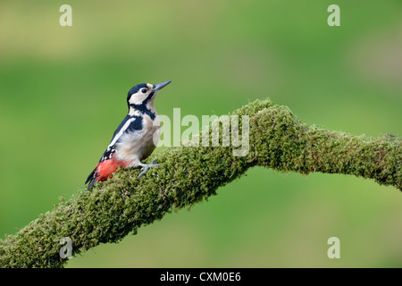 Great spotted woodpecker (Dendrocopos major) Stock Photo