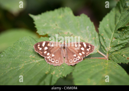 Speckled Wood butterfly on bramble leaf, Parkland Walk, London UK Stock Photo