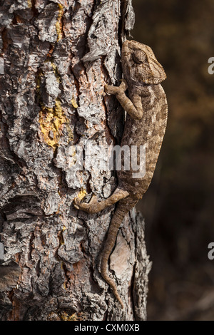 chameleon climbing vertically through the bark of a pine Stock Photo