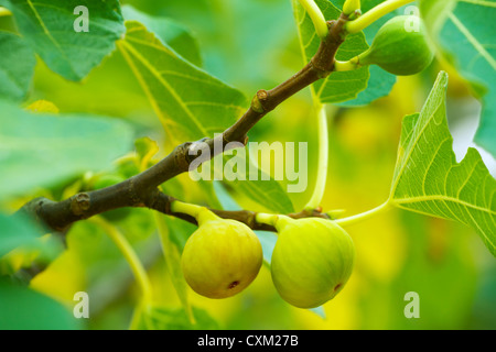 Green figs on the tree in a sunny day Stock Photo