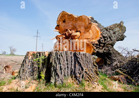 very old and big poplar tree slice and trunk in park Stock Photo