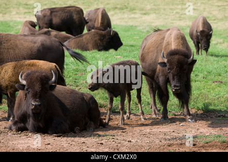 Buffalo at the Buffalo Land Provincial Park at Milltown Cross near Montague on Prince Edward Island, Canada Stock Photo