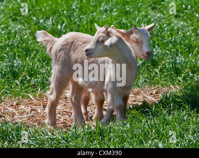 Pygmy Goat Kids, UK Stock Photo