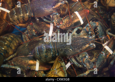 Lobsters in a tank ready for purchase in a seafood shop Stock Photo