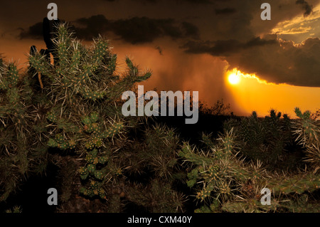 A sunset during a monsoon shower is seen from Sahuarita, Arizona, USA, in the Sonoran Desert. Stock Photo