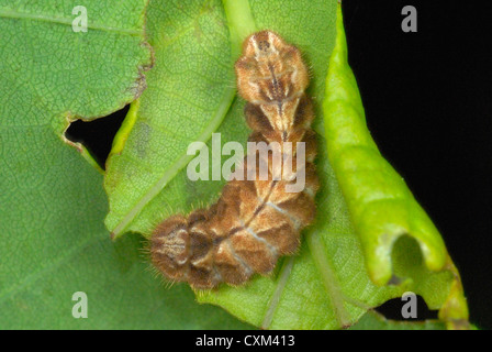 Purple Hairstreak caterpillar (Neozephyrus quercus) on an oak leaf Stock Photo