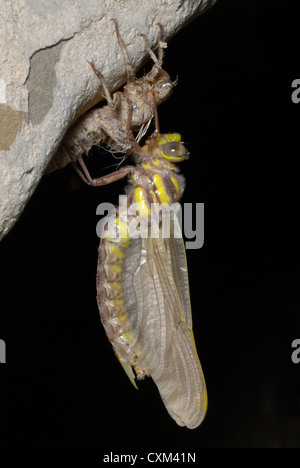Large Pincertail Dragonfly (Onychogomphus uncatus) emerging in the pyrenees Stock Photo