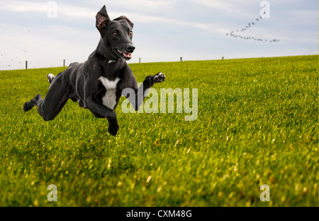 Dog running in a grass field with all four paws off the ground, the dog is a lurcher (cross between a greyhound and a whippet). Stock Photo